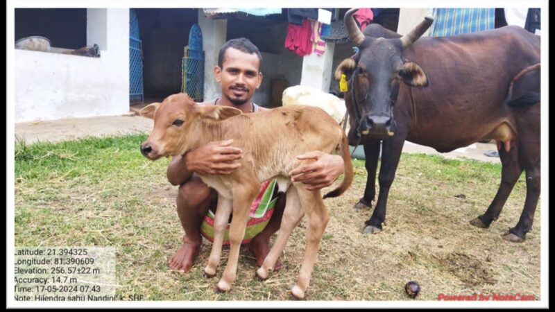 Adani Foundation at ACC Jamul transforms livestock quality and empowers dairy farmers in Chhattisgarh